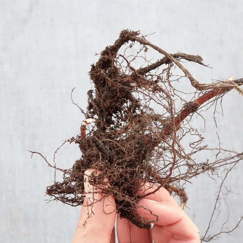 Exemplar von Knöterich Purple Fantasy - Persicaria runcinata Wurzelnackt wie im Winter geliefert