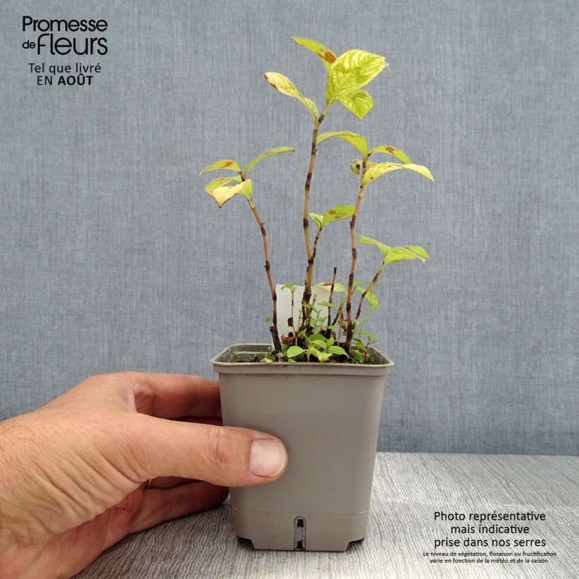 Exemplar von Knöterich Lance Corporal - Persicaria virginiana Kleine Töpfe von 8/9 cm wie im Sommer geliefert