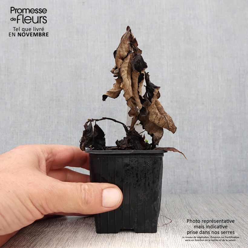 Exemplar von Weyrichs Knöterich - Persicaria weyrichii Kleine Töpfe von 8/9 cm wie im Herbst geliefert