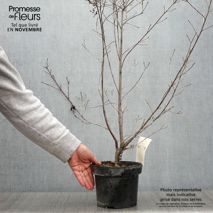 Exemplar von Rhamnus frangula Asplenifolia - Faulbaum Topf mit 2L/3L wie im Herbst geliefert