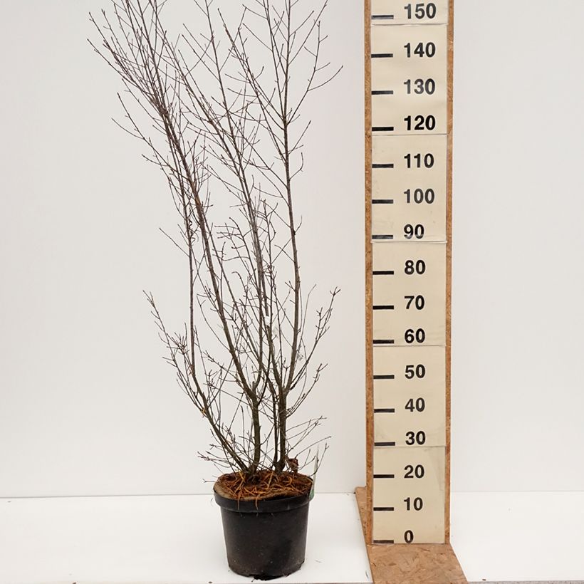 Exemplar von Rhamnus frangula Asplenifolia - Faulbaum Topf mit 7,5L/10L wie im Herbst geliefert