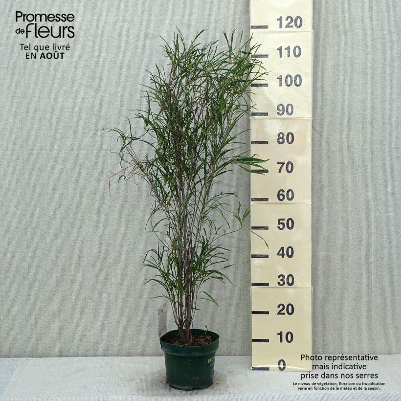 Exemplar von Rhamnus frangula Fine Line 'Ron Williams' - Faulbaum Topf mit 3L/4L wie im Sommer geliefert