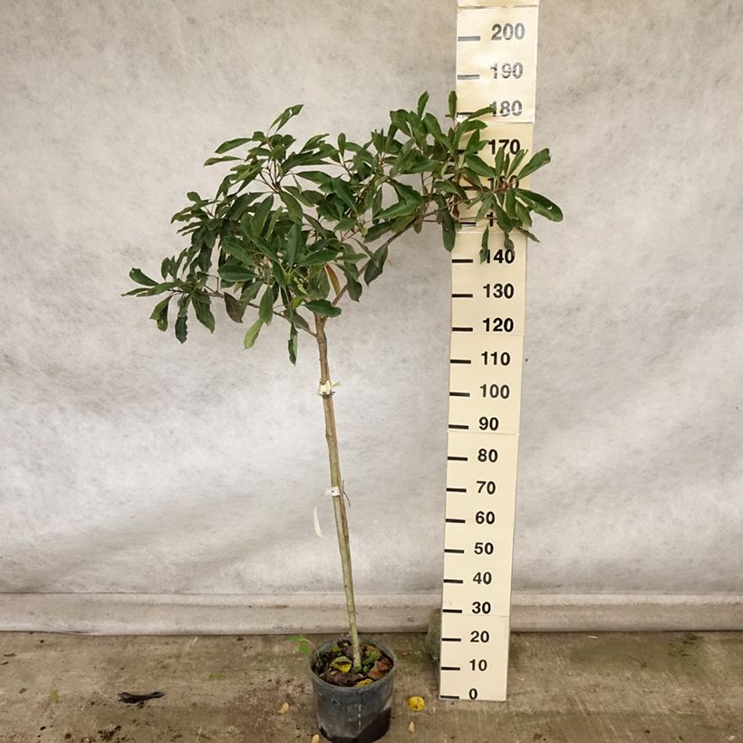 Exemplar von Rhaphiobotrya Coppertone - néflier hybride Pot de 10L tige wie im Herbst geliefert