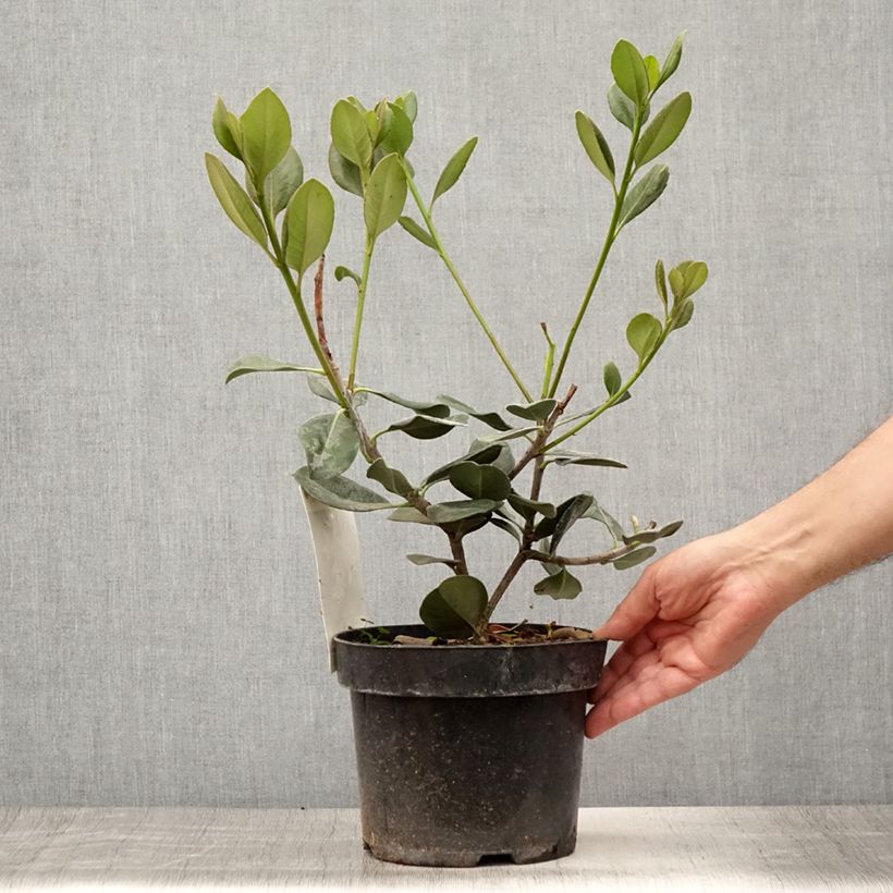 Exemplar von Rhaphiolepis umbellata Topf mit 3L/4L wie im Sommer geliefert