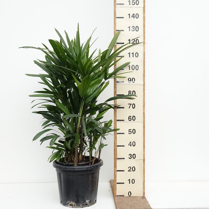 Exemplar von Rhapis excelsa Topf mit 20L/25L wie im Frühjahr geliefert