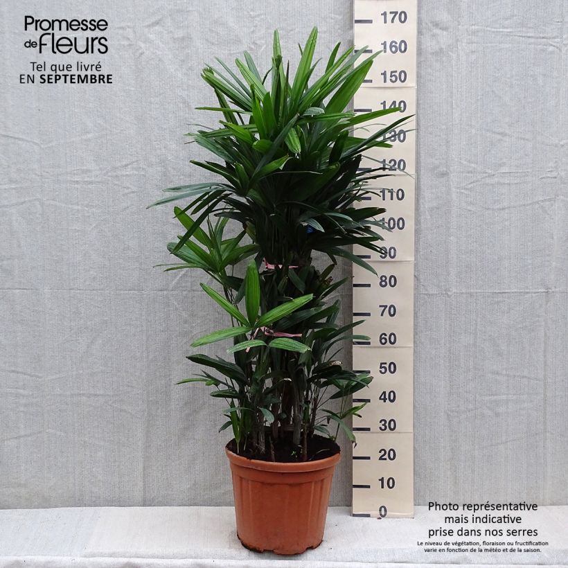 Exemplar von Rhapis excelsa Topf mit 7,5L/10L wie im Herbst geliefert