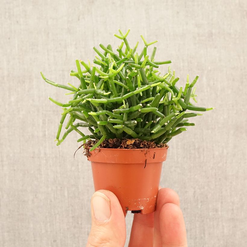 Exemplar von Rhipsalis baccifera - Cactus-jonc fructifère Mini-Pflanze wie im Frühjahr geliefert
