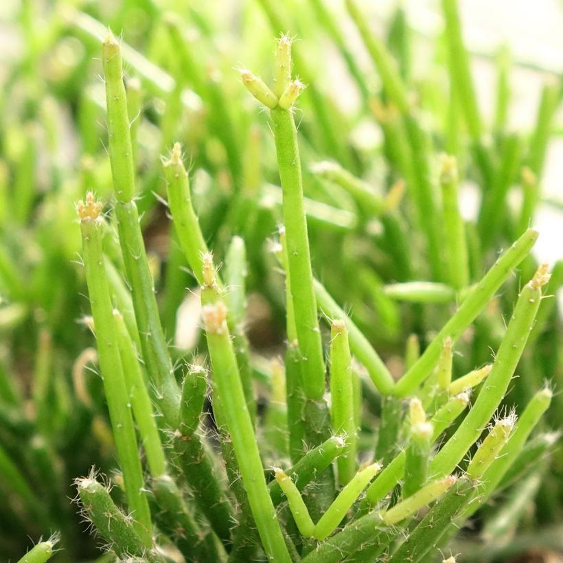 Rhipsalis burchellii - Korallenkaktus (Laub)