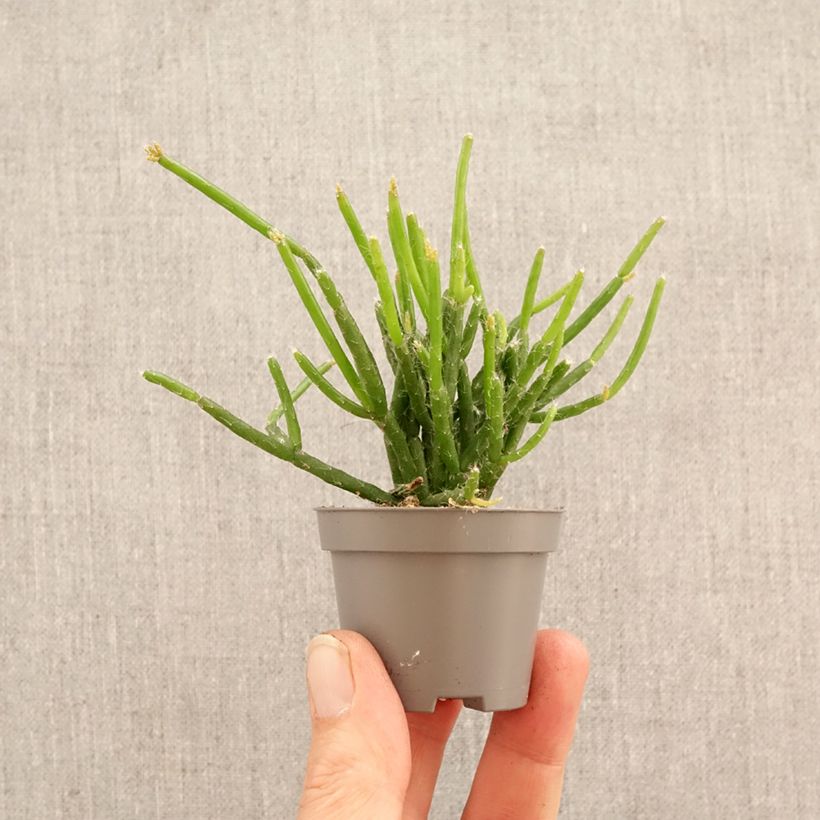 Exemplar von Rhipsalis burchellii - Cactus-gui Mini-Pflanze wie im Frühjahr geliefert