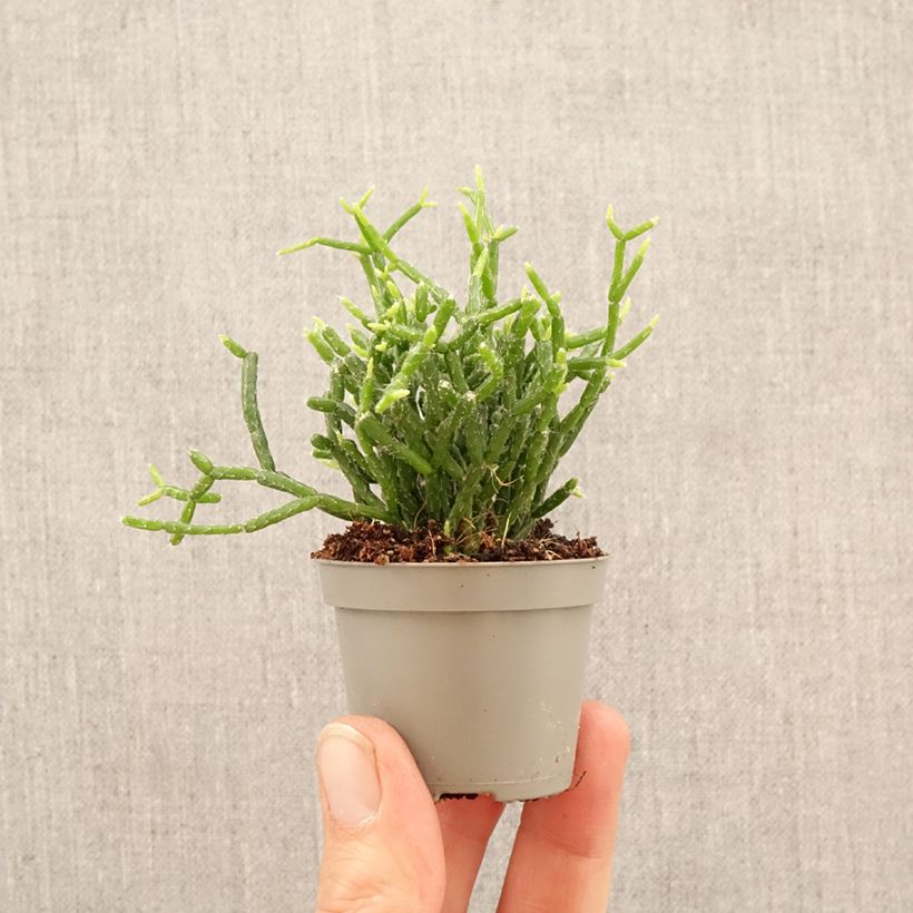 Exemplar von Rhipsalis cereuscula - Cactus corail Mini-Pflanze wie im Frühjahr geliefert