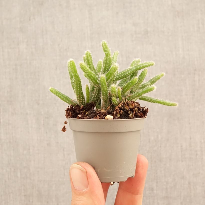 Exemplar von Rhipsalis horrida - Korallenkaktus Mini-Pflanze wie im Frühjahr geliefert