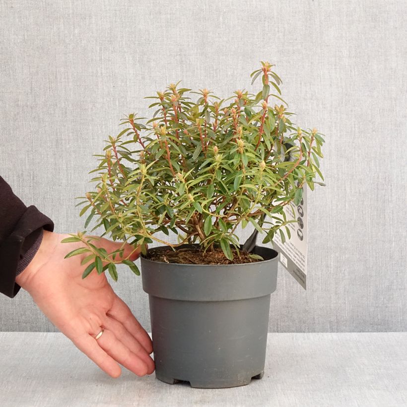 Exemplar von Rhododendron Artic Tern Topf mit 2L/3L wie im Winter geliefert