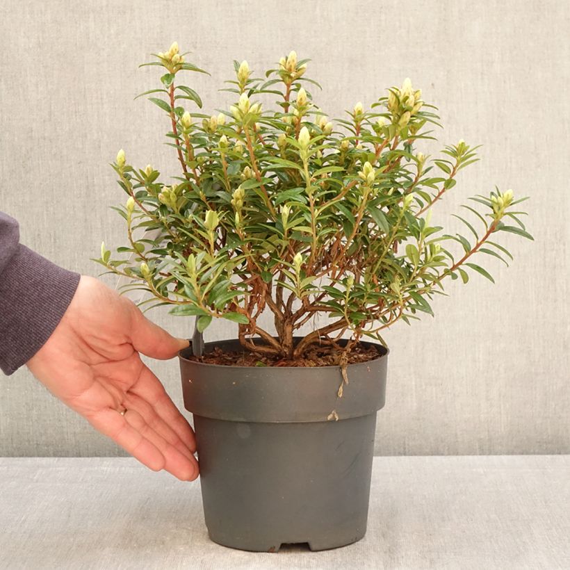 Exemplar von Rhododendron Artic Tern Topf mit 2L/3L wie im Frühjahr geliefert