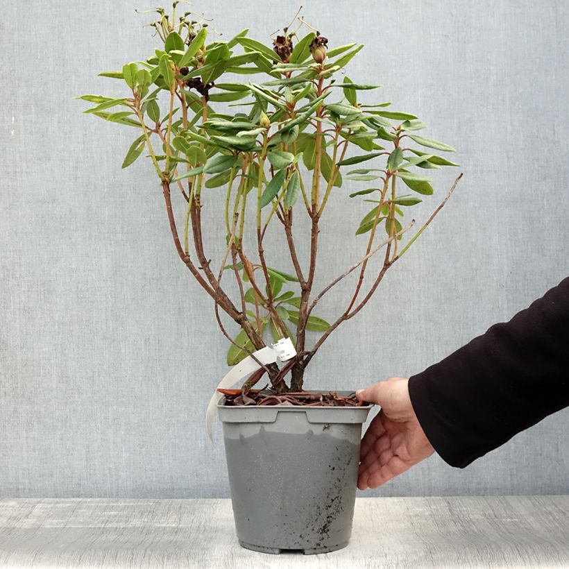 Exemplar von Rhododendron yakushimanum Bernstein Topf mit 4L/5L wie im Herbst geliefert
