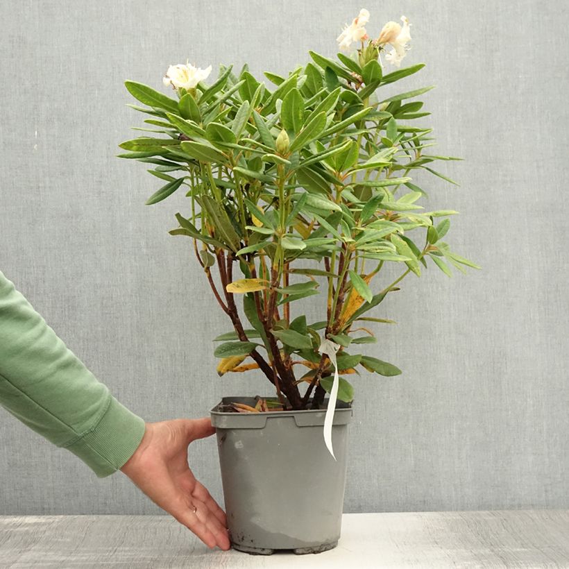 Exemplar von Rhododendron yakushimanum Bernstein Topf mit 4L/5L wie im Sommer geliefert