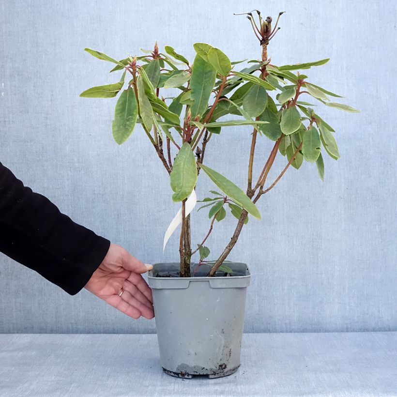 Exemplar von Rhododendron yakushimanum Bernstein Topf mit 4L/5L wie im Winter geliefert