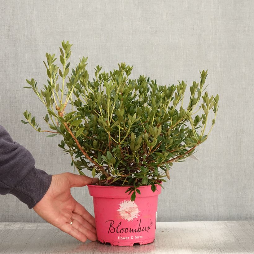 Exemplar von Rhododendron INKARHO Bloombux Magenta Topf mit 2L/3L wie im Herbst geliefert