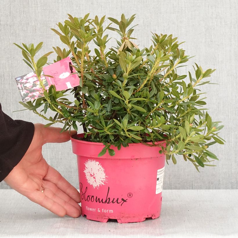 Exemplar von Rhododendron INKARHO Bloombux Magenta Topf mit 2L/3L wie im Winter geliefert