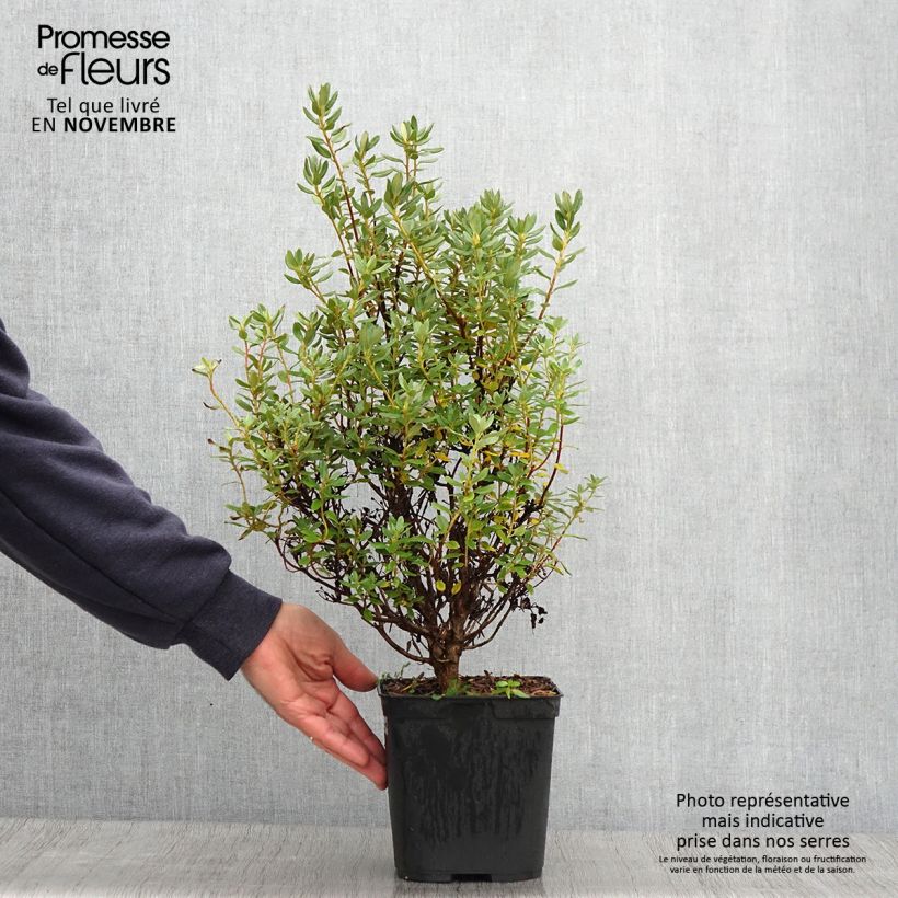 Exemplar von Rhododendron Blue Silver Topf mit 3L/4L wie im Herbst geliefert
