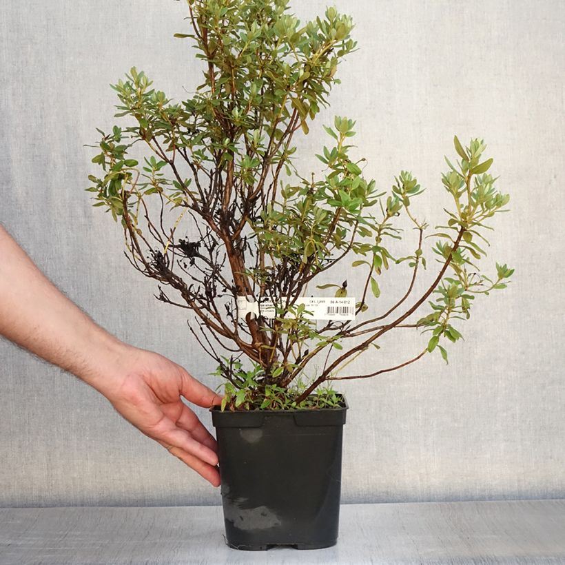 Exemplar von Rhododendron Blue Silver Topf mit 3L/4L wie im Sommer geliefert
