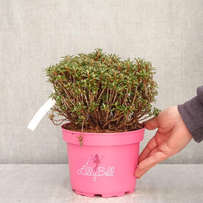 Exemplar von Rhododendron campylogynum Lilly Bell Topf mit 3L/4L wie im Frühjahr geliefert
