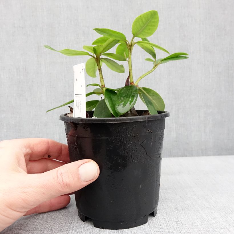 Exemplar von Rhododendron catawbiense Boursault Topf 12 cm / 13 cm wie im Winter geliefert