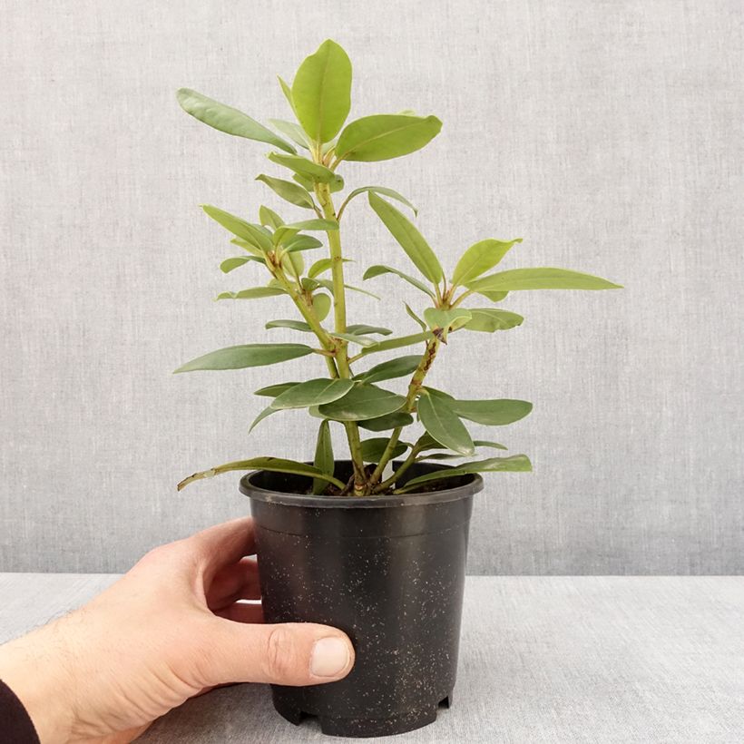Exemplar von Rhododendron catawbiense Boursault Topf 12 cm / 13 cm wie im Frühjahr geliefert