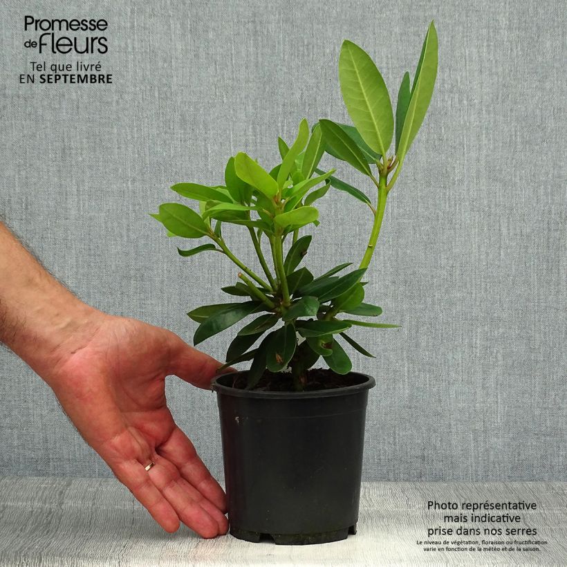 Exemplar von Rhododendron catawbiense Grandiflorum Topf 12 cm / 13 cm wie im Herbst geliefert