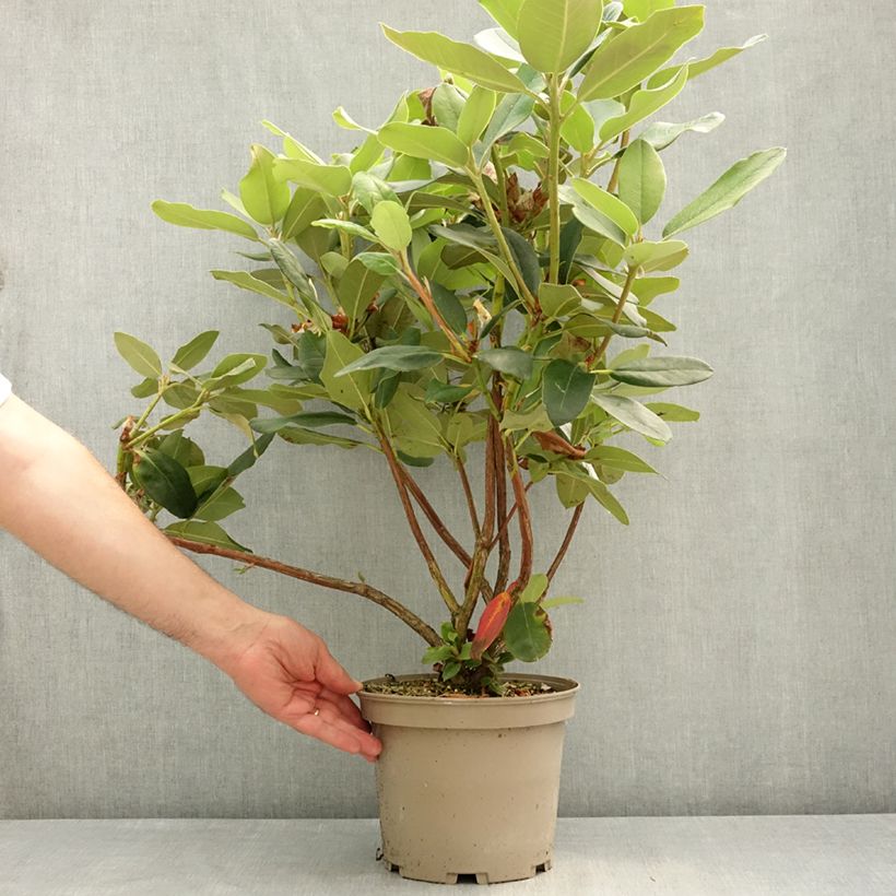 Exemplar von Rhododendron Double Dots Topf mit 4L/5L wie im Frühjahr geliefert