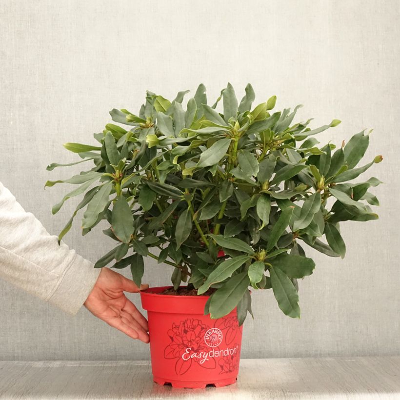 Exemplar von Rhododendron Easydendron INKARHO Madame Masson Topf mit 4L/5L wie im Herbst geliefert