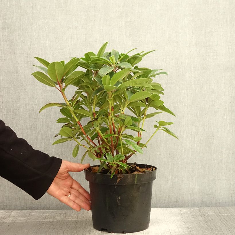 Exemplar von Rhododendron Elizabeth Red Foliage Topf mit 2L/3L wie im Herbst geliefert