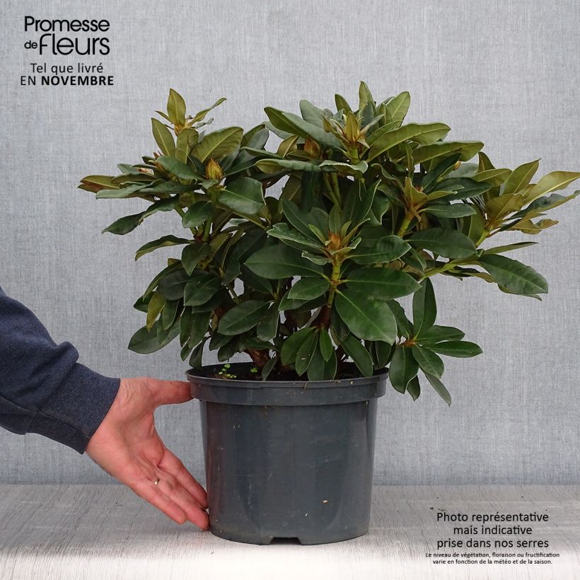 Exemplar von Rhododendron yakushimanum Golden Torch Topf mit 3L/4L wie im Herbst geliefert