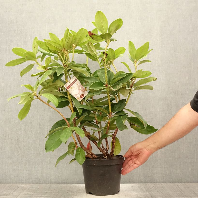 Exemplar von Rhododendron Gomer Waterer Topf mit 3L/4L wie im Sommer geliefert