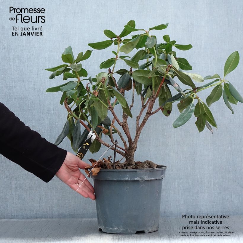 Exemplar von Rhododendron Gomer Waterer Topf mit 7,5L/10L wie im Winter geliefert