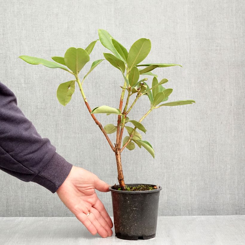 Exemplar von Rhododendron Gomer Waterer Topf 12 cm / 13 cm wie im Herbst geliefert