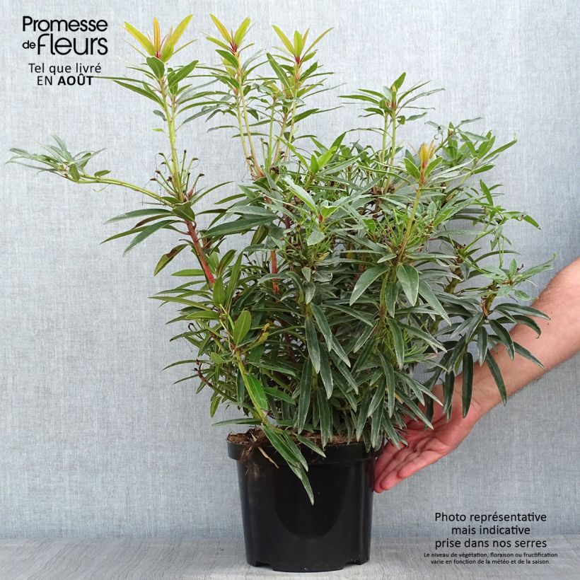 Exemplar von Rhododendron Rhododendron Graziella Topf mit 3L/4L wie im Sommer geliefert
