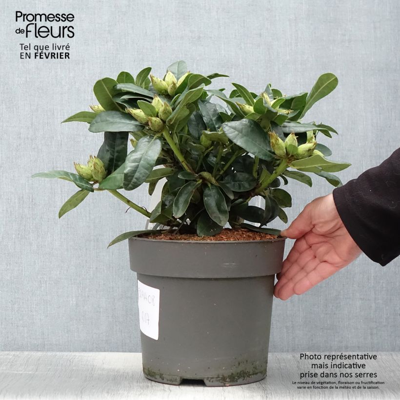 Exemplar von Rhododendron haematodes Lisetta Topf mit 6L/7L wie im Winter geliefert