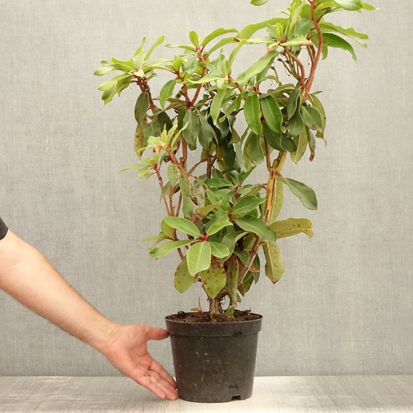 Exemplar von Rhododendron Halfdan Lem Topf mit 4L/5L wie im Sommer geliefert