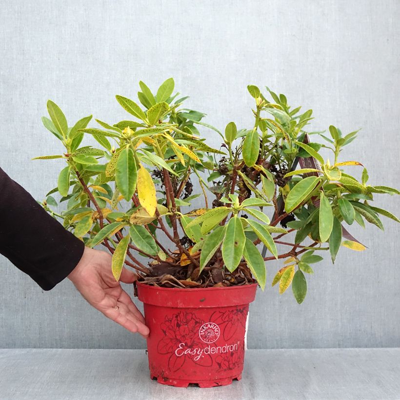 Exemplar von Rhododendron x hybrida Easydendron® INKARHO Belkanto Topf mit 4L/5L wie im Herbst geliefert