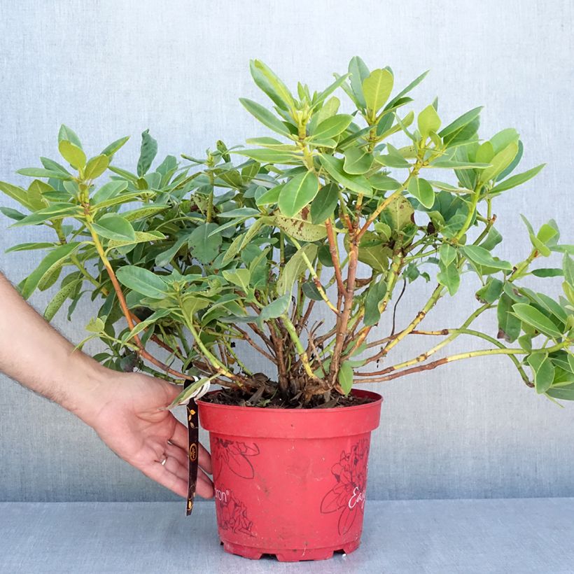 Exemplar von Rhododendron x hybrida Easydendron® INKARHO Belkanto Topf mit 4L/5L wie im Sommer geliefert