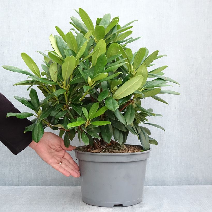 Exemplar von Rhododendron Easydendron INKARHO Orakel Topf mit 7,5L/10L wie im Herbst geliefert