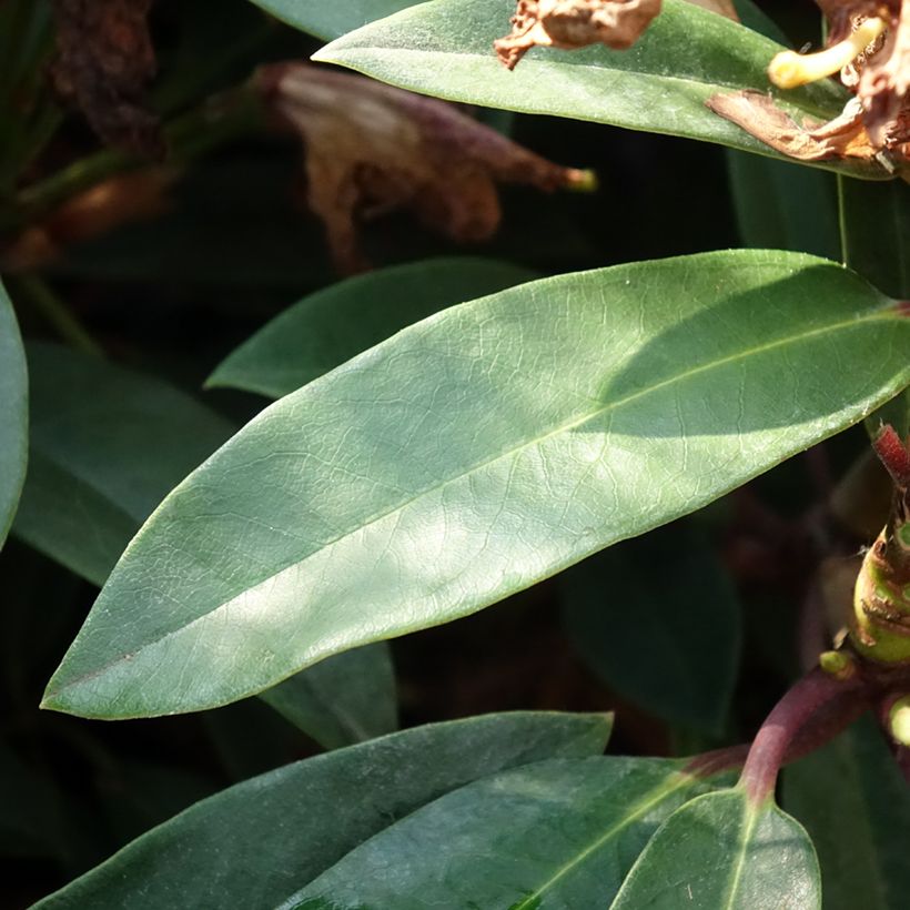Rhododendron INKARHO® Easydendron Pfauenauge - Azalea (Laub)
