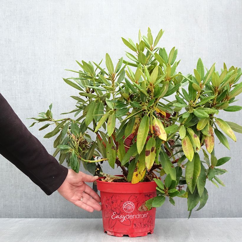 Exemplar von Rhododendron INKARHO® Rabatz - Rhododendron x griegsonianum Topf mit 4L/5L wie im Herbst geliefert