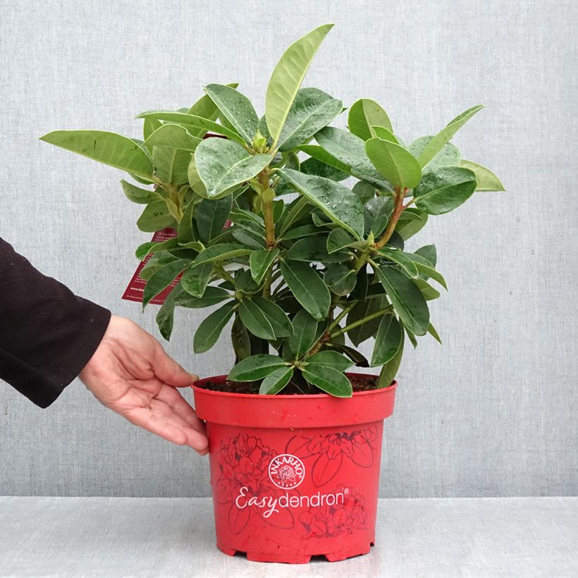Exemplar von Rhododendron INKARHO® Diderk Topf mit 4L/5L wie im Herbst geliefert