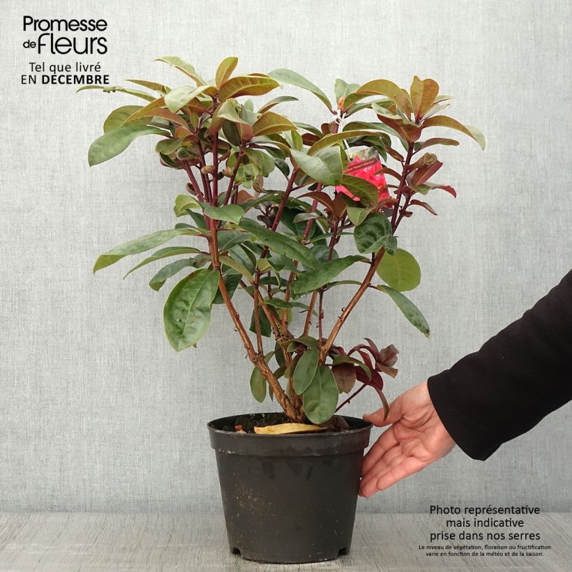 Exemplar von Rhododendron Moser's Maroon Topf mit 4L/5L wie im Herbst geliefert