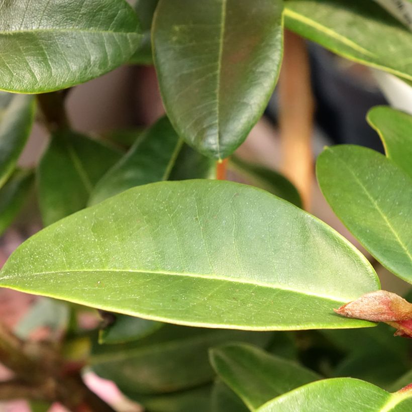Rhododendron Naselle (Laub)