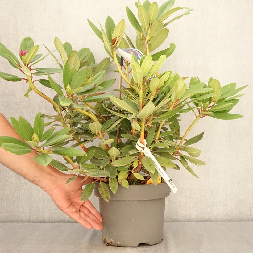 Exemplar von Rhododendron Raphaela Topf mit 4L/5L wie im Sommer geliefert