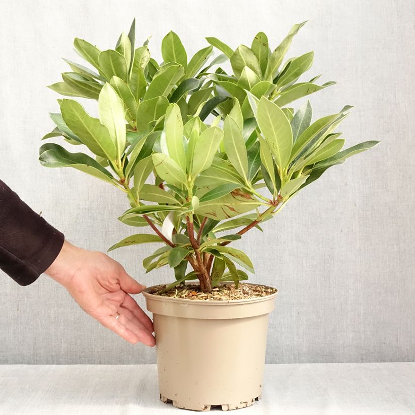 Exemplar von Rhododendron Rwain Topf mit 4L/5L wie im Herbst geliefert