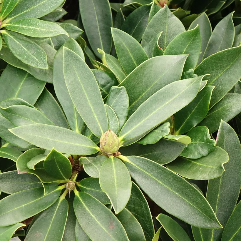 Rhododendron Rwain (Laub)