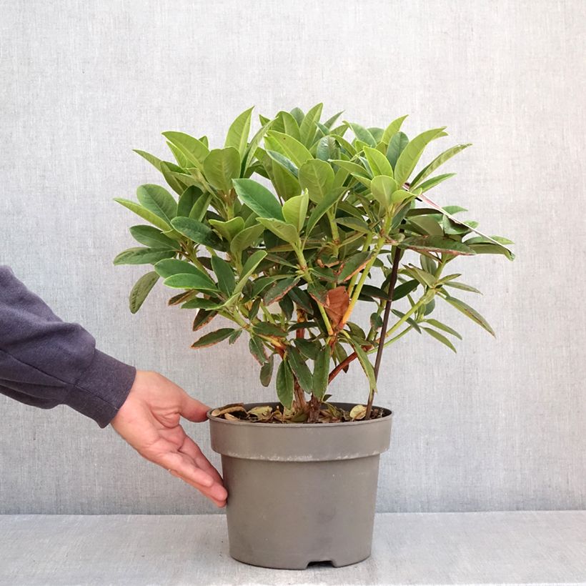 Exemplar von Rhododendron Sun Fire Topf mit 4L/5L wie im Herbst geliefert